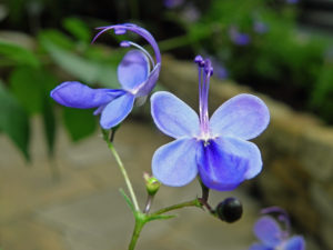 Blue-butterfly-chen-che