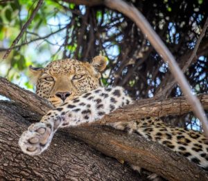 leopard, Sydafrika